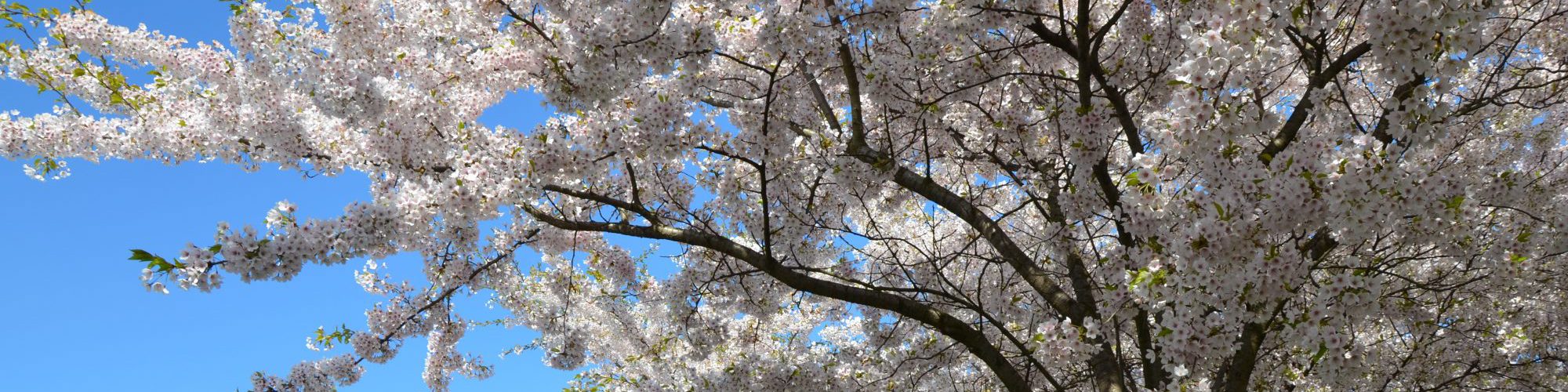Copenhagen Sakura Festival
