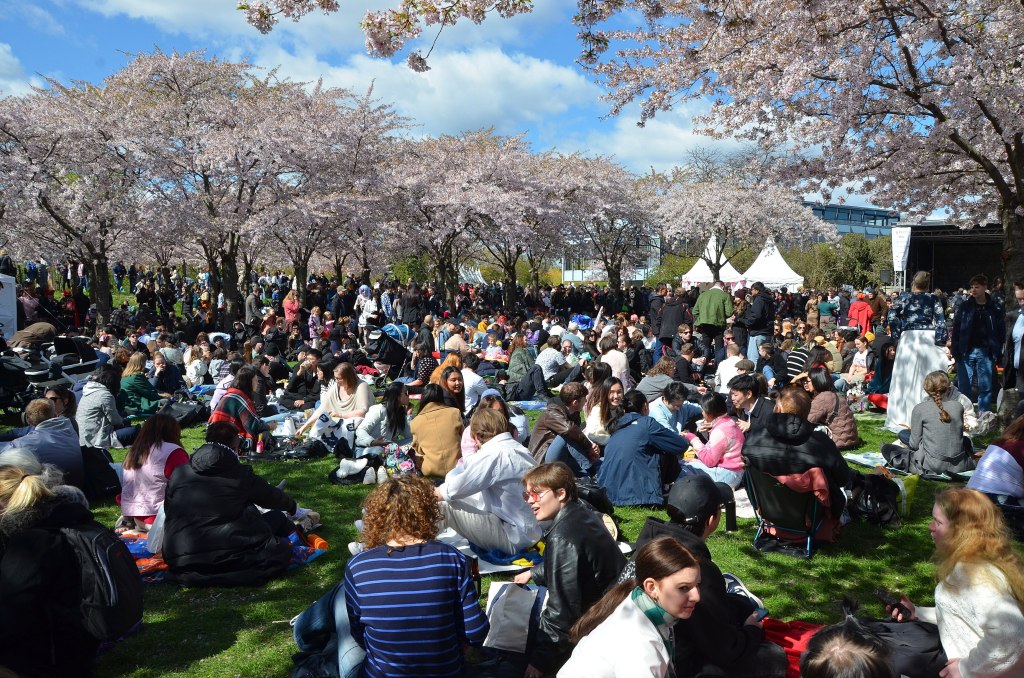 Festival vibes at Copenhagen Sakura Festival